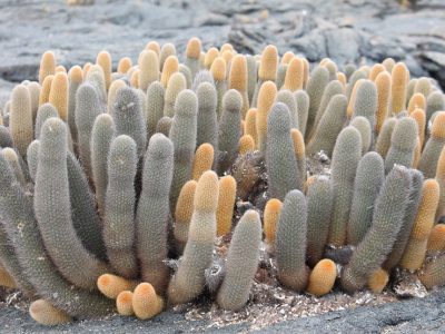 Galapagos Inseln Pflanzen