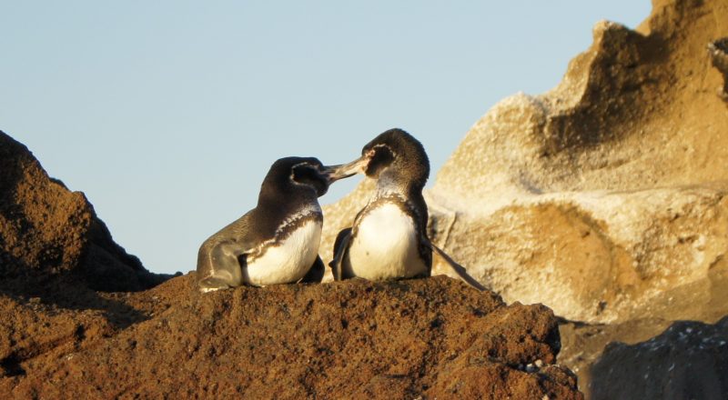 Galapagos Inseln Pinguine