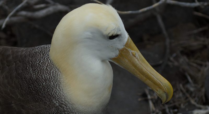 Galapagos Inseln Vogelwelt