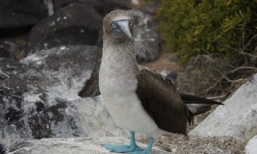 Galapagos Inseln Insel Hüpfen
