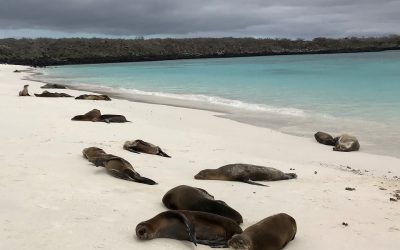 Galapagos Inseln Kreuzfahrten günstig