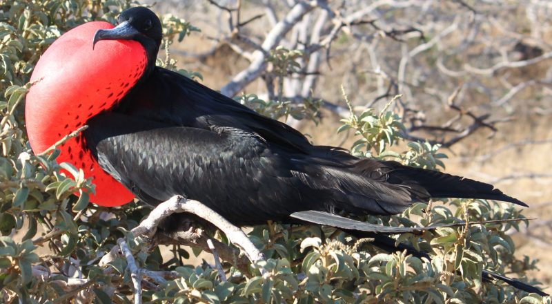 Galapagos Inseln Vogelwelt Fregattvogel