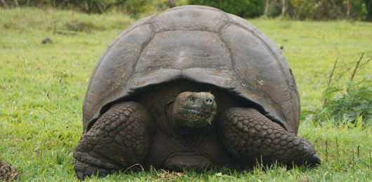 Galapagos Inseln Schildkröte