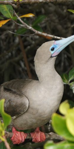 Galapagos Inseln Rotfußtölpel